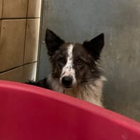 KALI, chienne à adopter