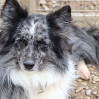 Tchoupi, chien à adopter