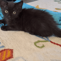 NEGAN, chat à adopter