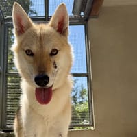 SAONA, chienne à adopter