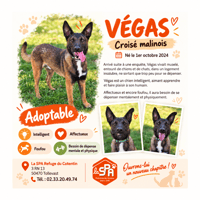 VEGAS, chien à adopter