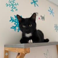 CHAUSSETTE, chat à adopter