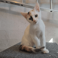 AMINA, chatte à adopter