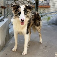 SHIVA, chien à adopter