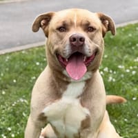 Tokyo CAA15333, chien à adopter