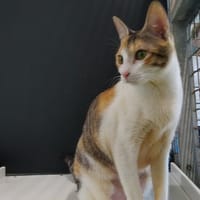 Tina, chatte à adopter