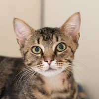 LAURIER, chat à adopter