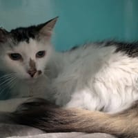 CLOCHETTE, chatte à adopter