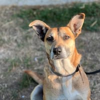 CHIPS, chienne à adopter