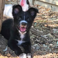 Gandja, chien à adopter