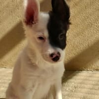 Bali, chien à adopter