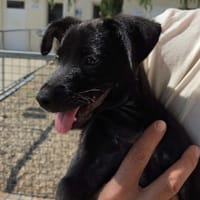 Bandit, chien à adopter