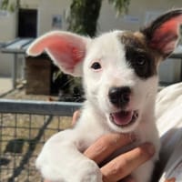 Bella, chienne à adopter