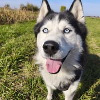 HERMÈS VAA, chien à adopter