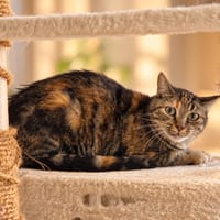 Ruby, chatte à adopter