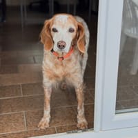 Holly, chienne à adopter