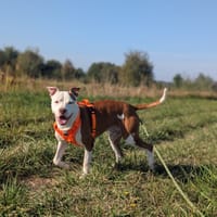 YASSKO VAA, chien à adopter