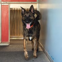 TOMY, chien à adopter