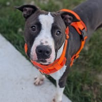 PETALE VAA, chienne à adopter