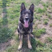 PYTHON PAA24423, chien à adopter