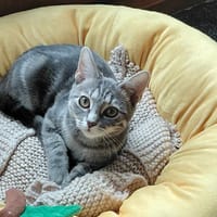 HarleyQueen, chatte à adopter