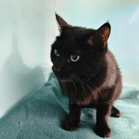 OPALE, chatte à adopter