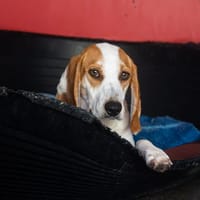 Zoe, chienne à adopter