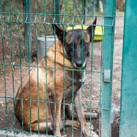 PATCH, chien à adopter