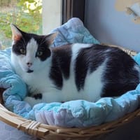 NANOU, chat à adopter