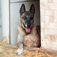 Lucky, chien à adopter