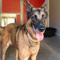 Mila, chienne à adopter