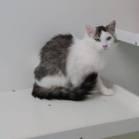 Aceituno, chat à adopter