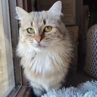 MARIE, chatte à adopter
