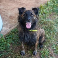 SNYPI, chien à adopter