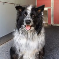 Pif, chien à adopter