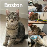 BOSTON, chatte à adopter
