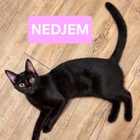 NEDJEM ET ABASI, chatte à adopter