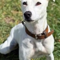 MAYA (Maria), chienne à adopter
