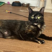 coco, chatte à adopter