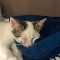 meiko, chat à adopter