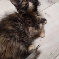 Mokka, kotka do adopcji