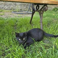 Marmurek, kot do adopcji
