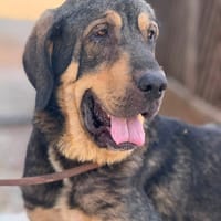 CLAUDETTE (Maria), chienne à adopter