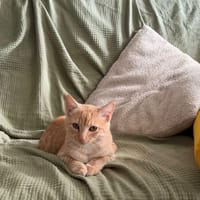 Benek, kot do adopcji