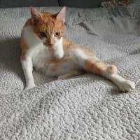 Borysek, kot do adopcji