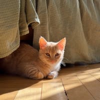 Beatka, kotka do adopcji