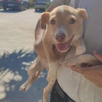 PAM (Maria), chien à adopter