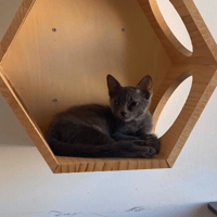 AELYS, chatte à adopter