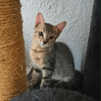 ELORA, chatte à adopter