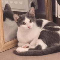 MOZZA, chat à adopter
